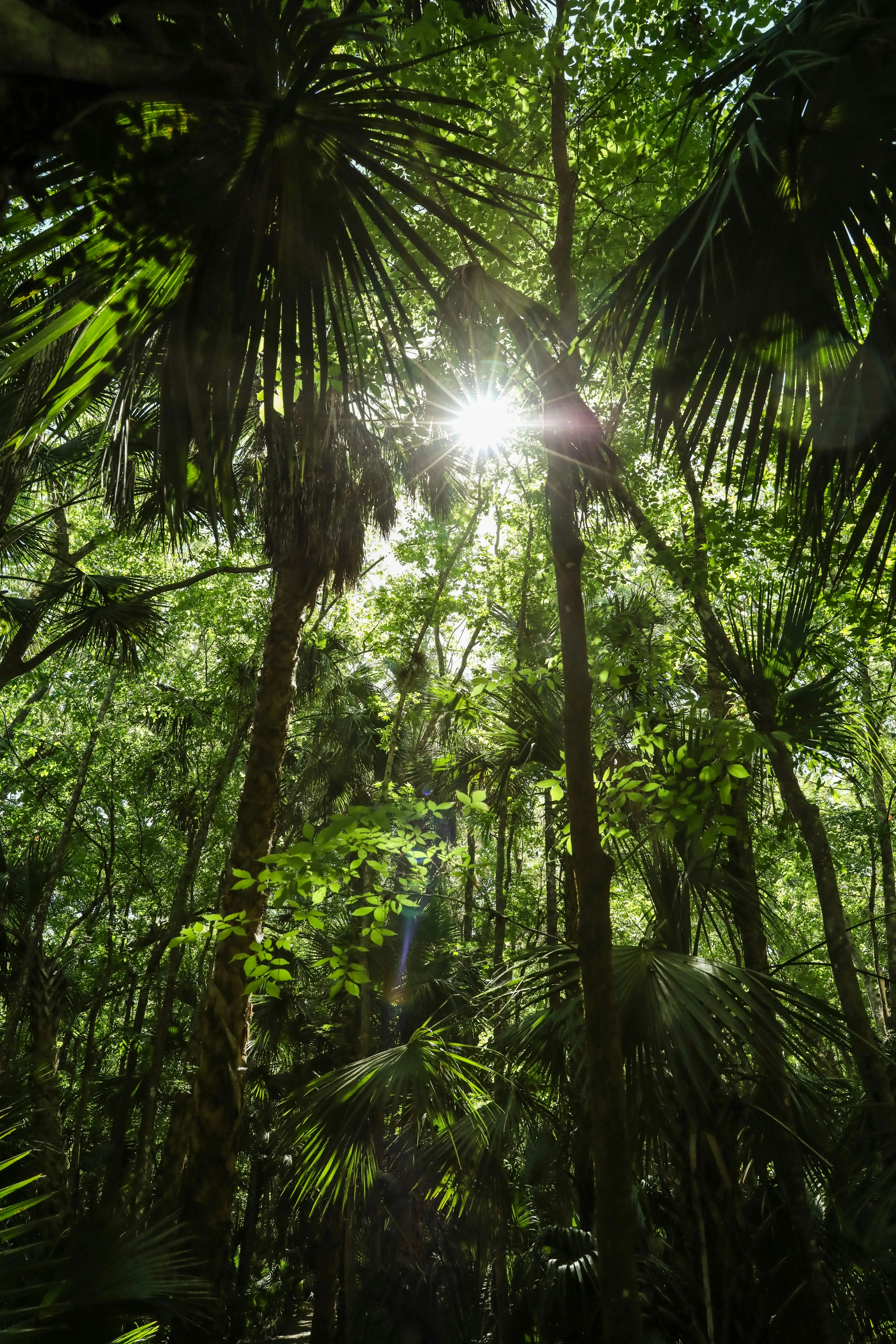 Sunlight filtering through Florida tree canopy