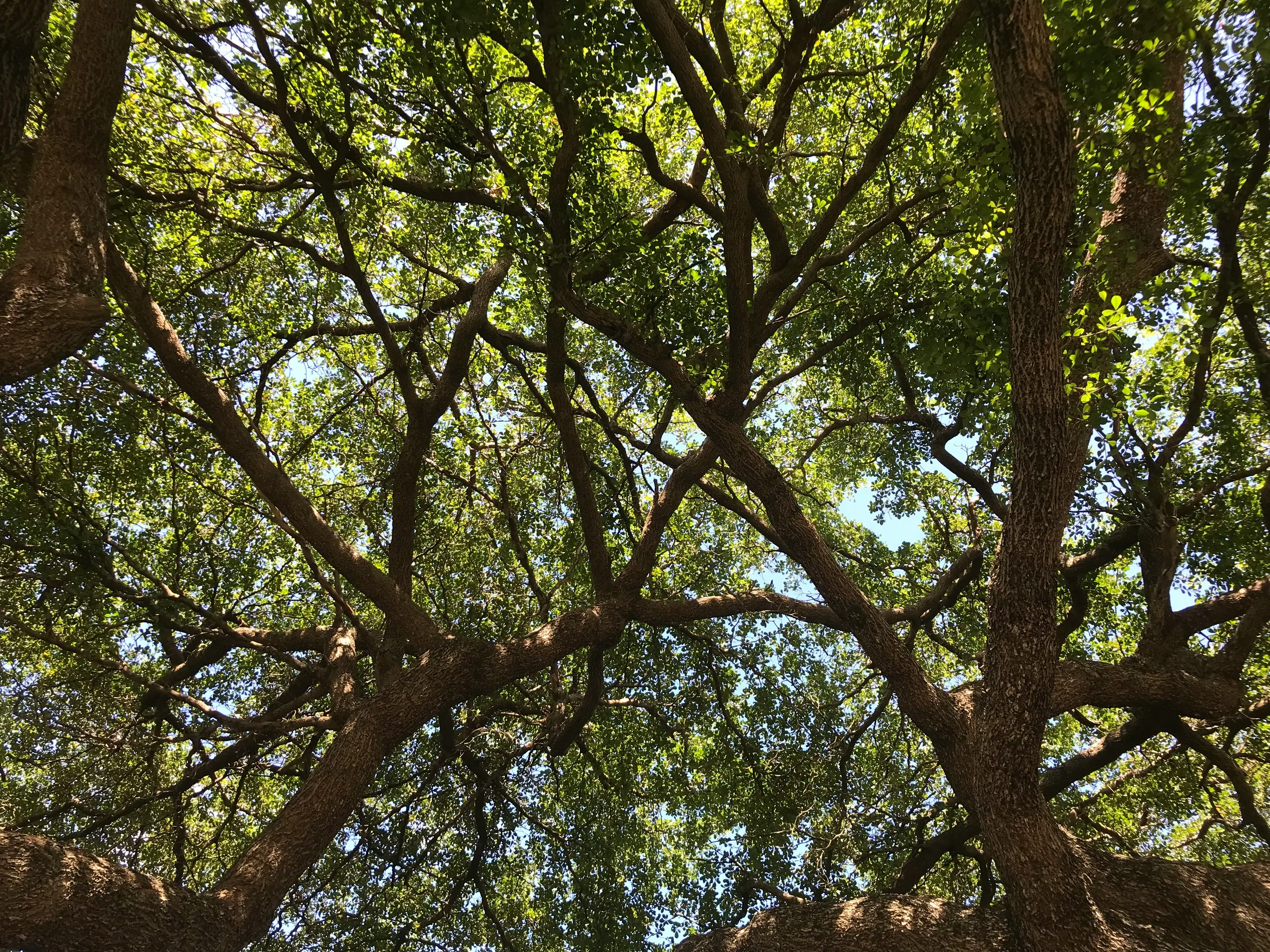 Arborist tree risk assessment and inspection