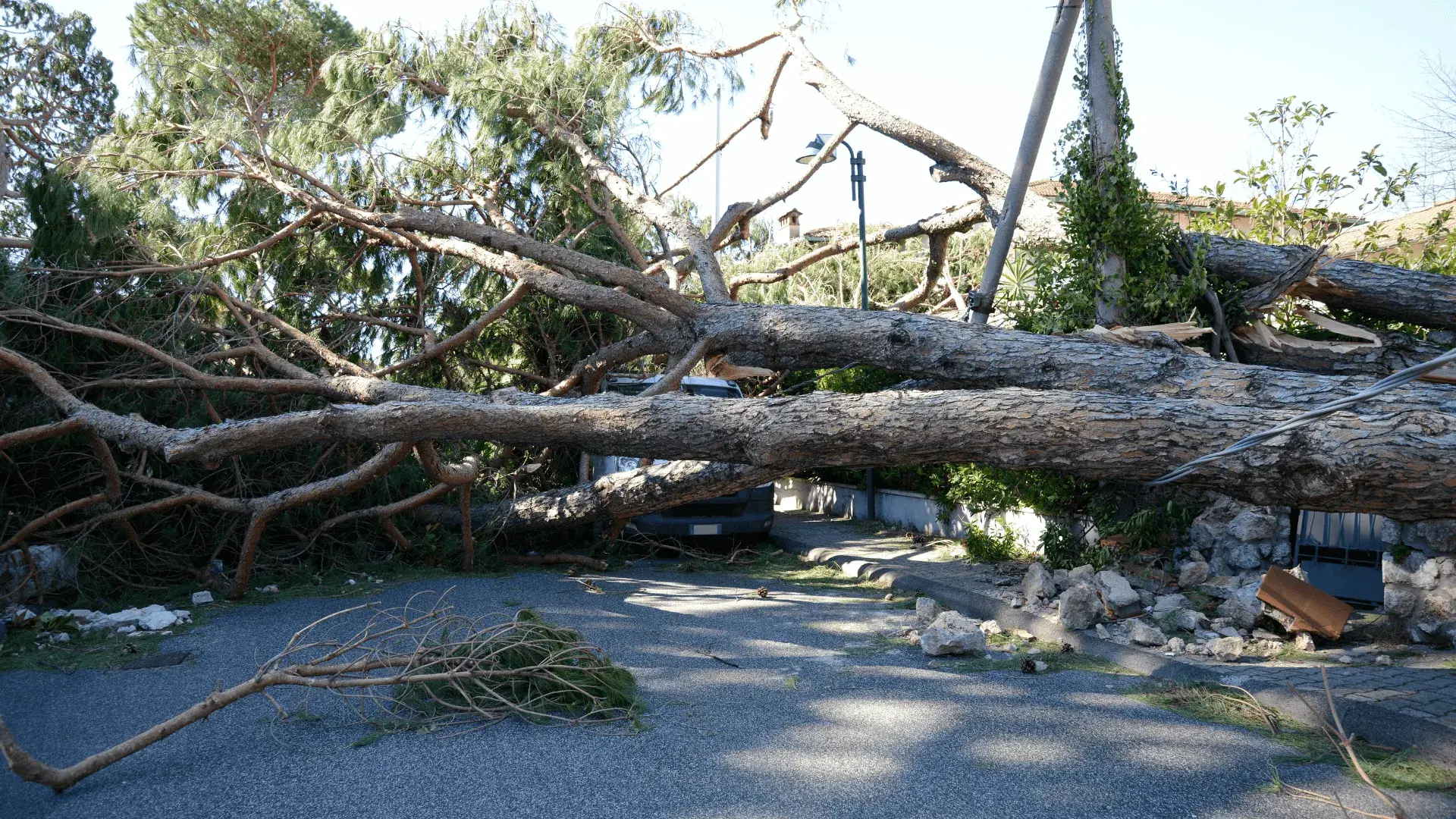Emergency storm damage tree removal